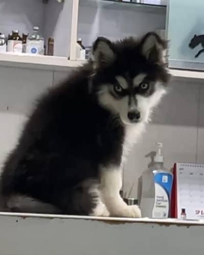 siberian husky Male 3 months old