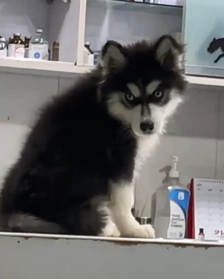 siberian husky Male 3 months old