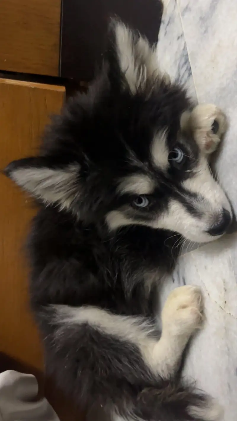siberian husky Male 3 months old — photo 2