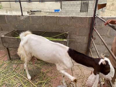 Gulaabi Bakri bache ke Sath