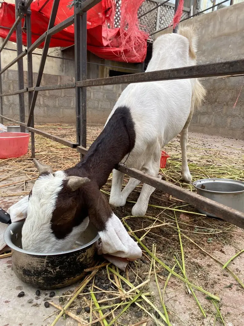 Gulaabi Bakri bache ke Sath — photo 3