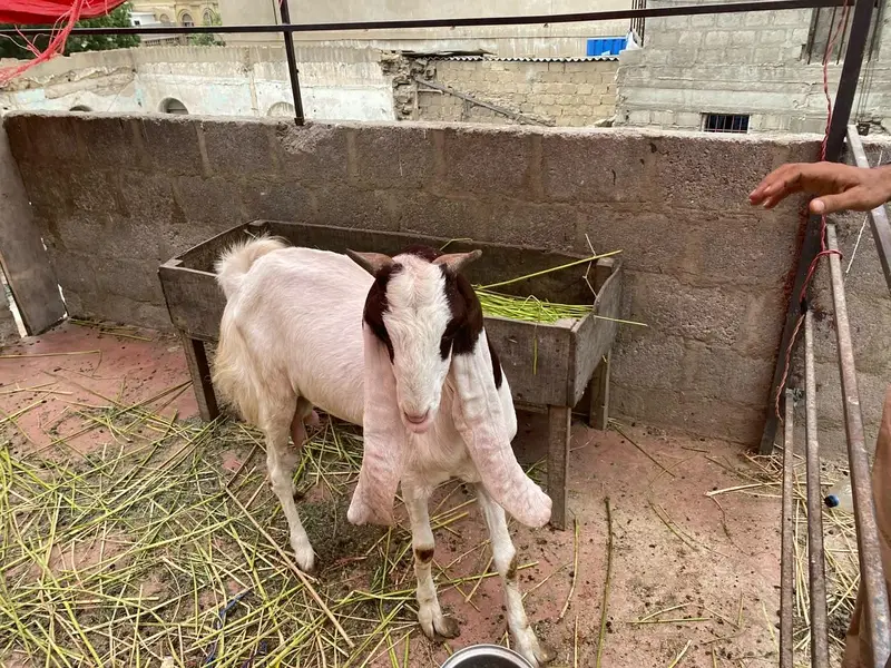 Gulaabi Bakri bache ke Sath — photo 8