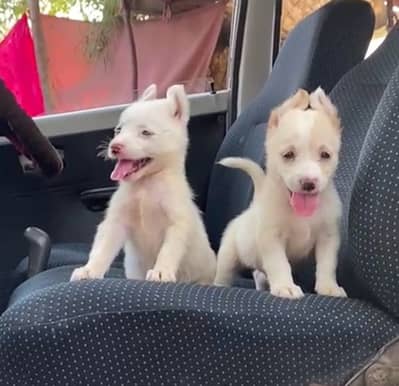 Russian puppies dog pair for sale