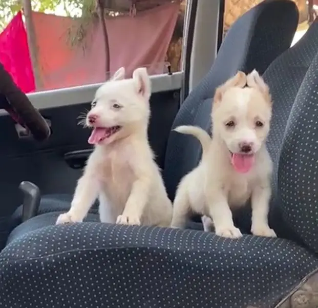 Russian puppies dog pair for sale