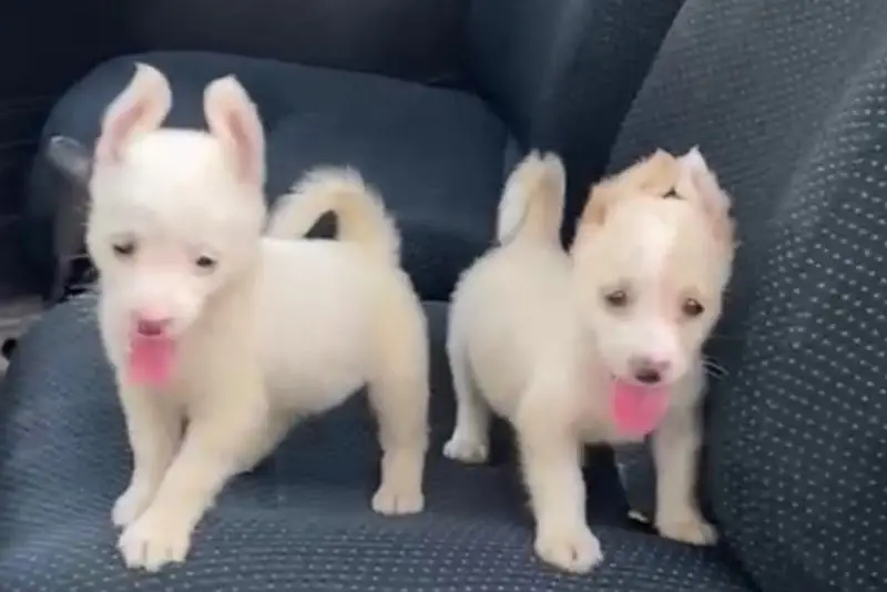 Russian puppies dog pair for sale — photo 2