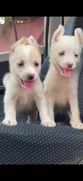 Russian puppies dog pair for sale — photo 3