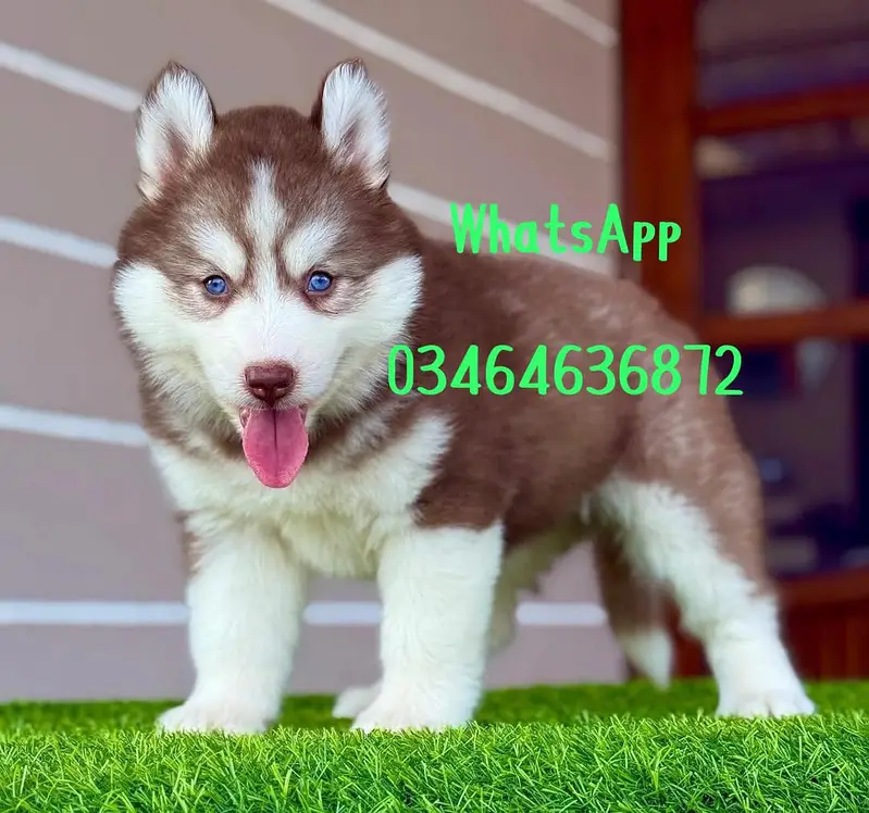 saibarian Husky dog 2 month age full active delivery all Pakistan