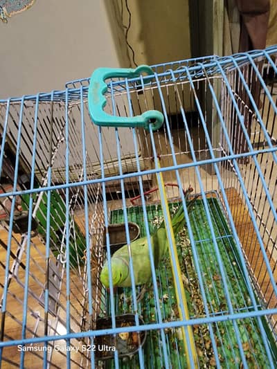 Raw Parrot Male Ganhi wala