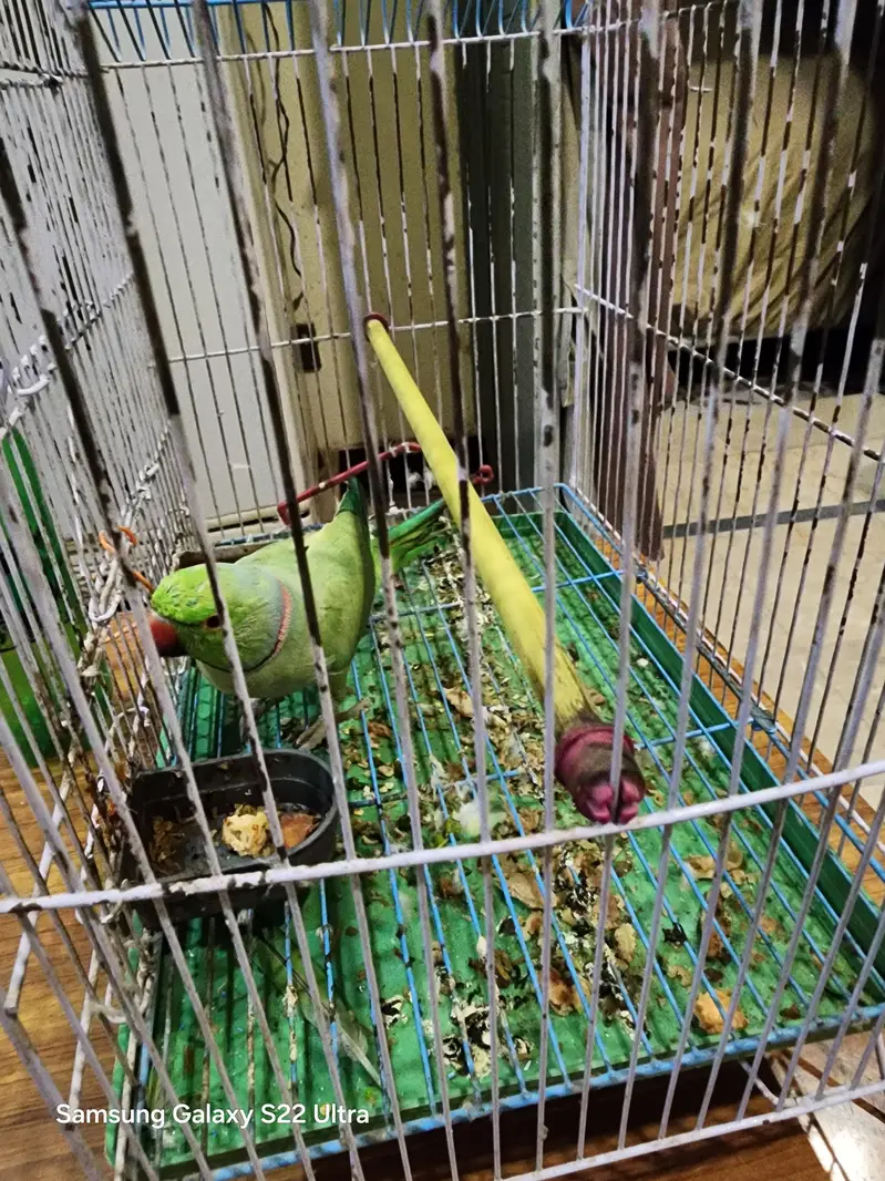 Raw Parrot Male Ganhi wala — photo 2