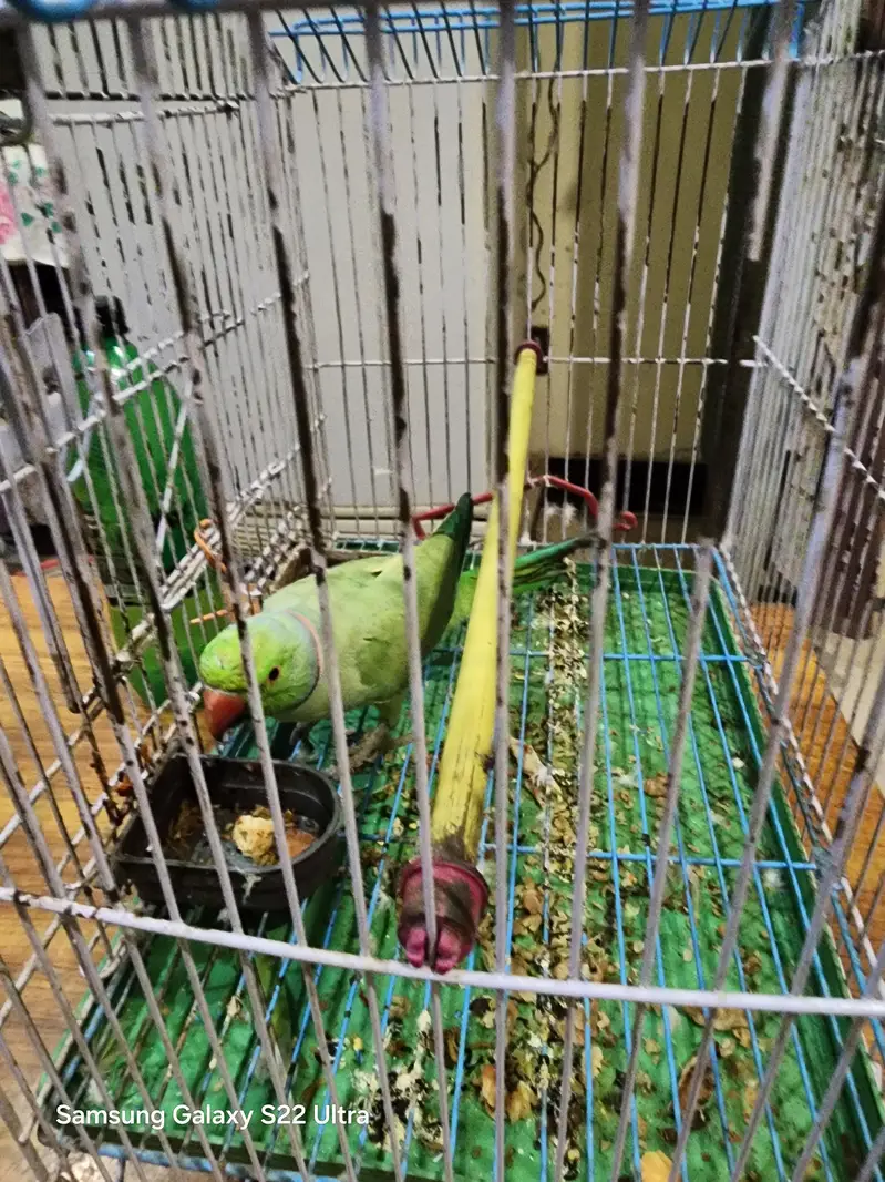Raw Parrot Male Ganhi wala — photo 3