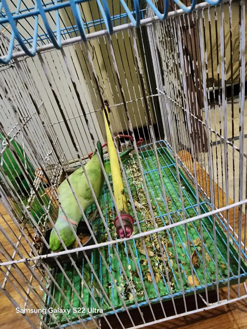 Raw Parrot Male Ganhi wala — photo 4
