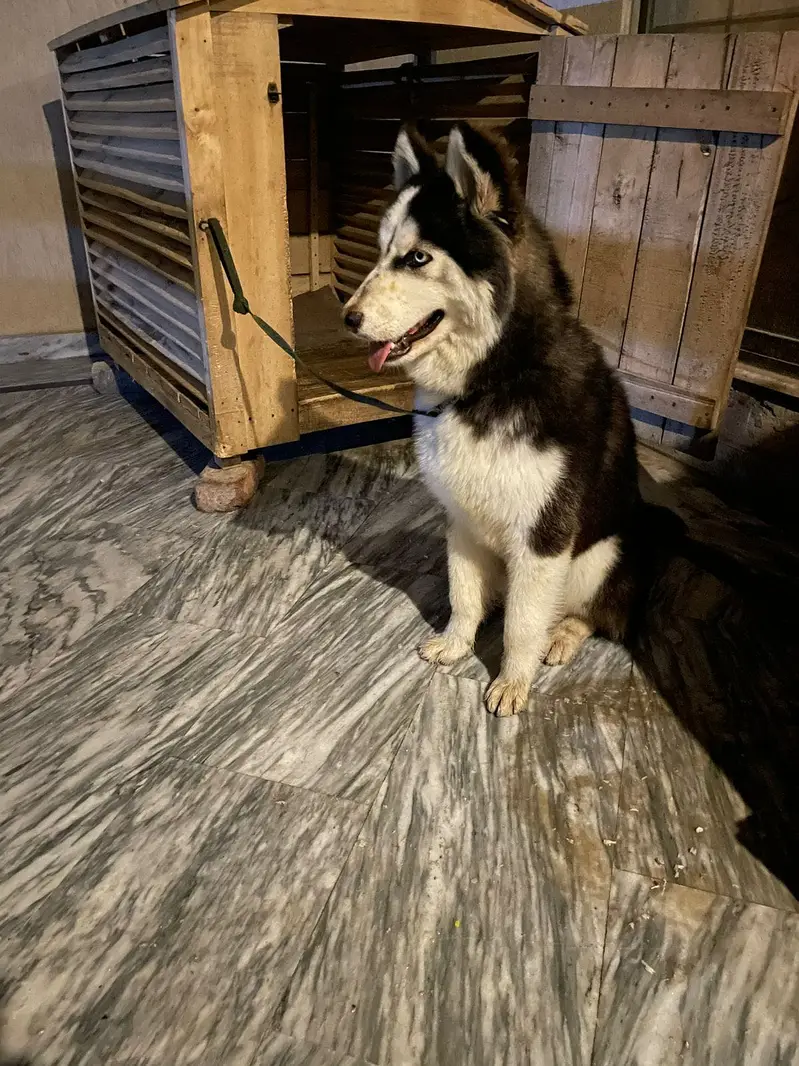 Husky male husky and melamute cross