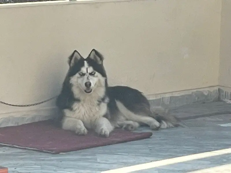Husky male husky and melamute cross — photo 2