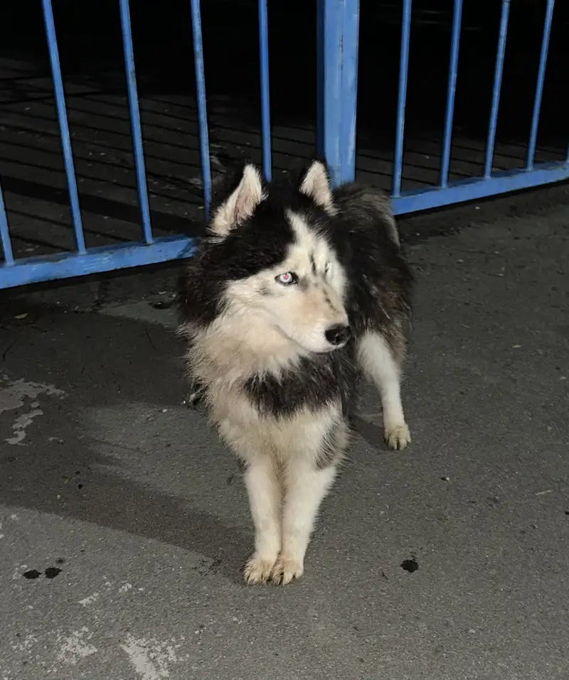 Husky male husky and melamute cross — photo 3