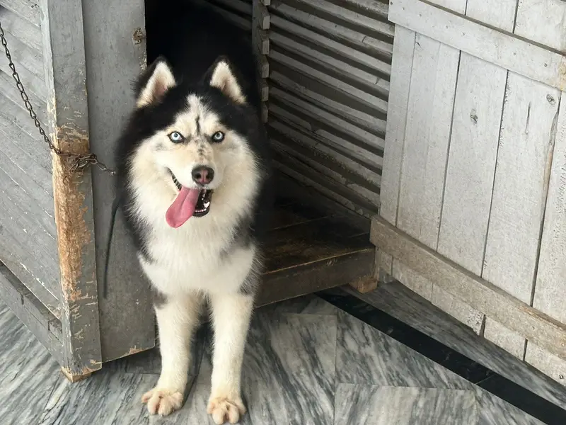 Husky male husky and melamute cross — photo 4