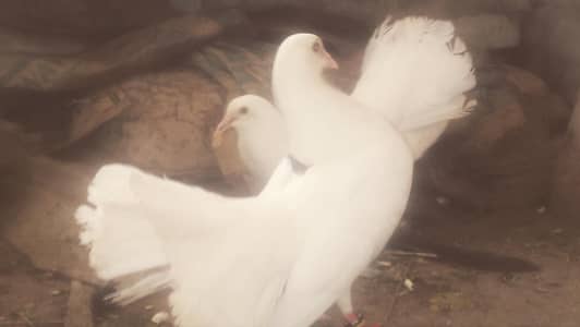pigeon pair with pigeon baby for sale
