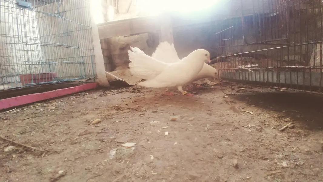 pigeon pair with pigeon baby for sale — photo 2