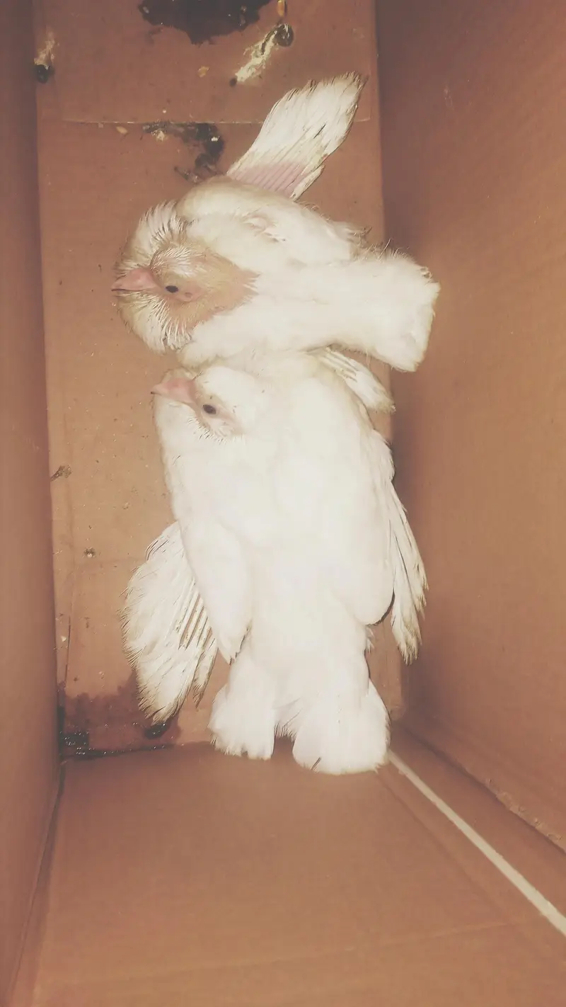 pigeon pair with pigeon baby for sale — photo 3