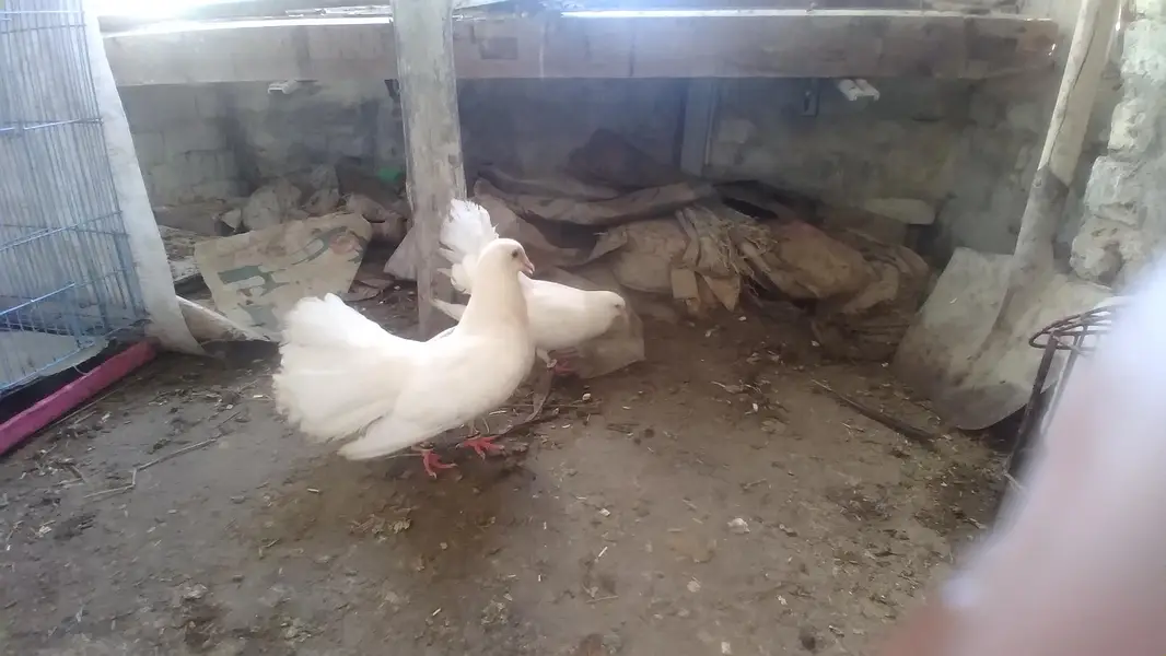 pigeon pair with pigeon baby for sale — photo 4