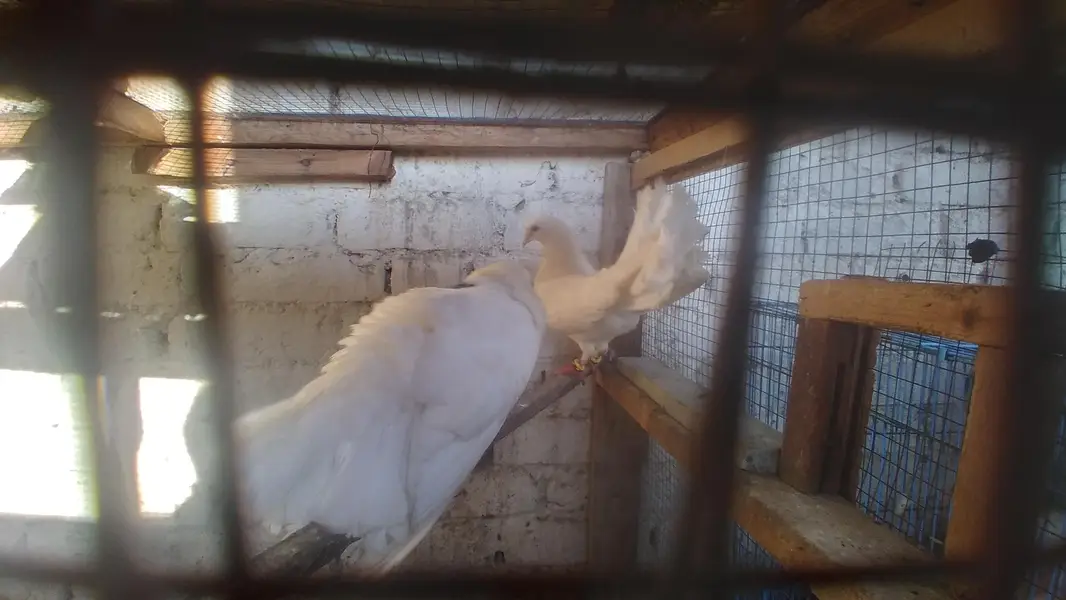 pigeon pair with pigeon baby for sale — photo 5