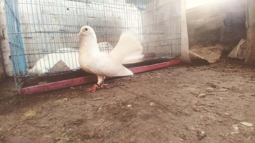 pigeon pair with pigeon baby for sale — photo 6