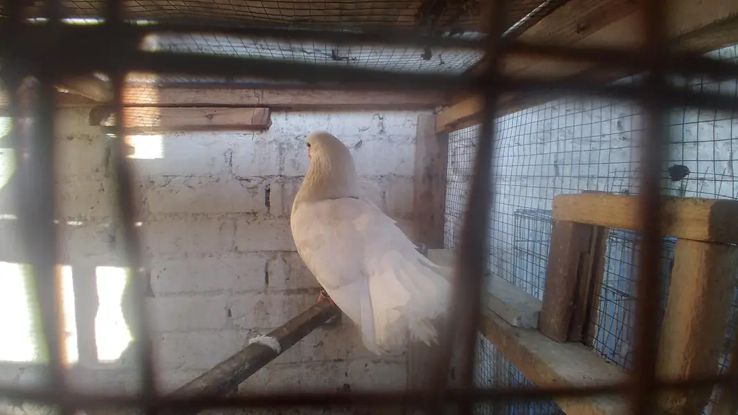 pigeon pair with pigeon baby for sale — photo 7