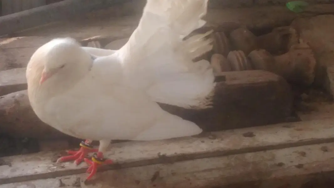 pigeon pair with pigeon baby for sale — photo 8