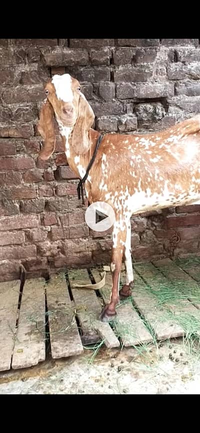 dasi makhi cheeni bakri 03098289032