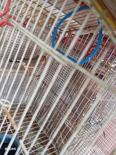 One Finch Pair and One Tufted Male for Sale