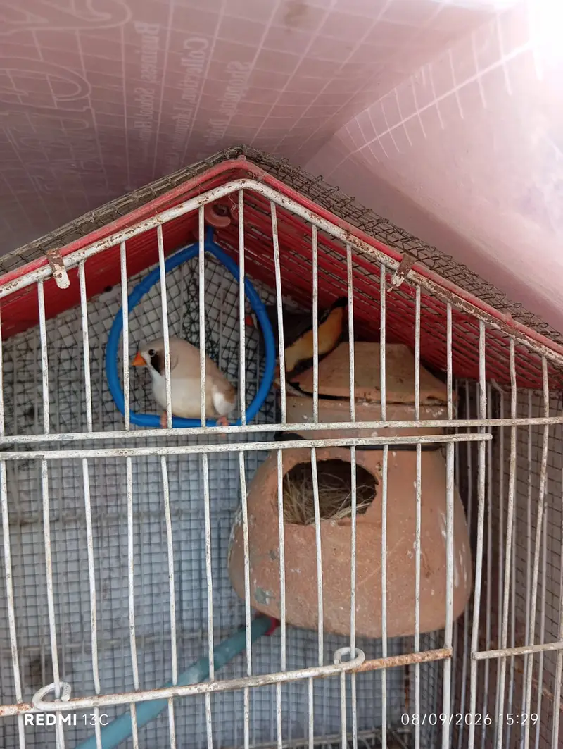 One Finch Pair and One Tufted Male for Sale — photo 2