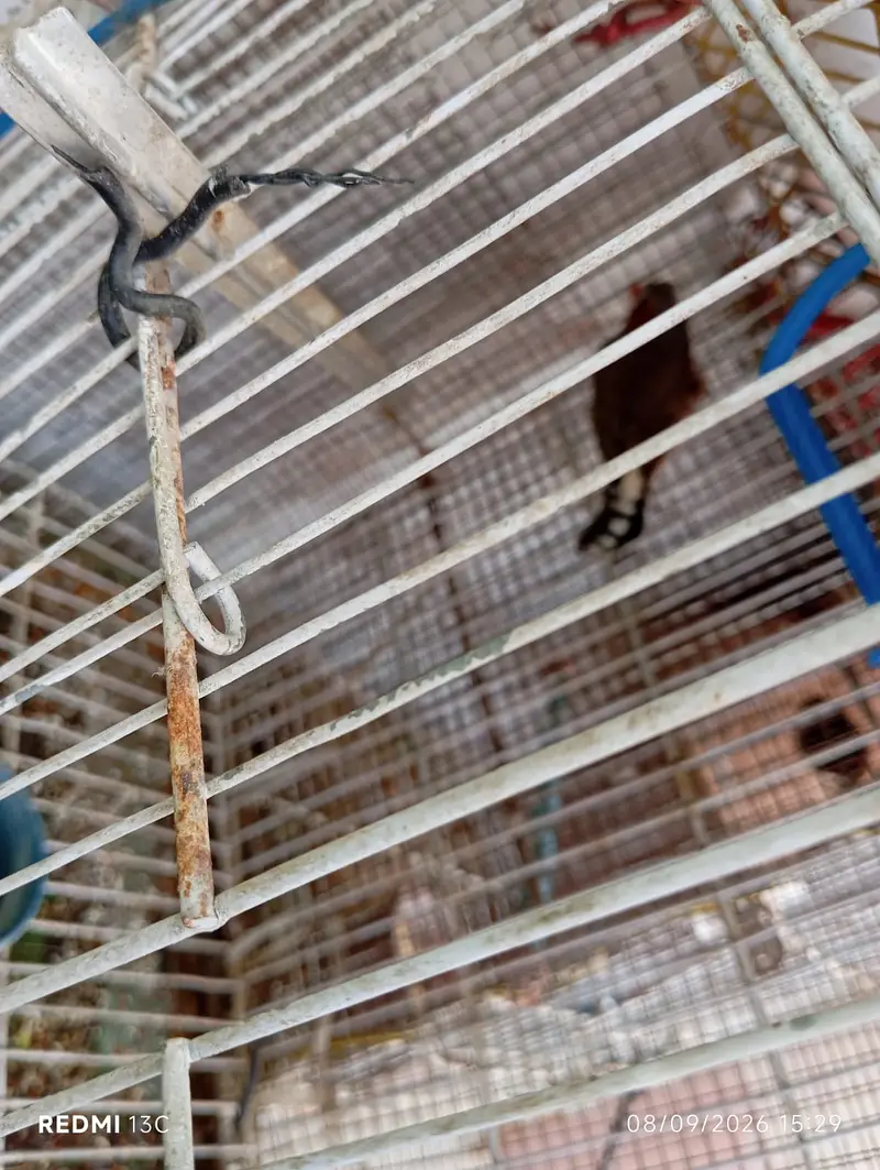 One Finch Pair and One Tufted Male for Sale — photo 3