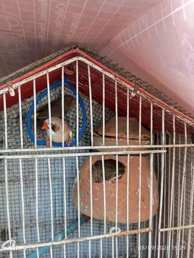 One Finch Pair and One Tufted Male for Sale — photo 4