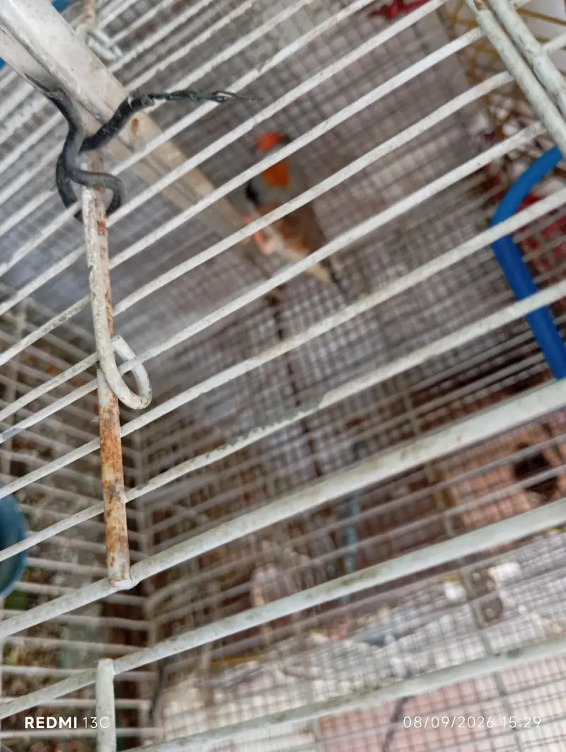 One Finch Pair and One Tufted Male for Sale — photo 5