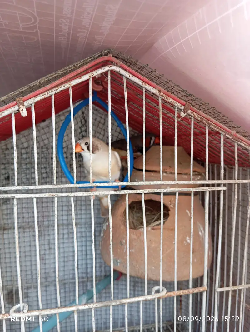 One Finch Pair and One Tufted Male for Sale — photo 8