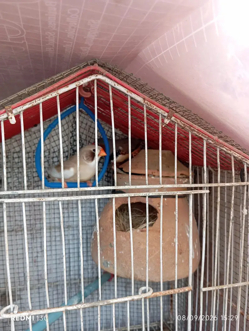 One Finch Pair and One Tufted Male for Sale — photo 10