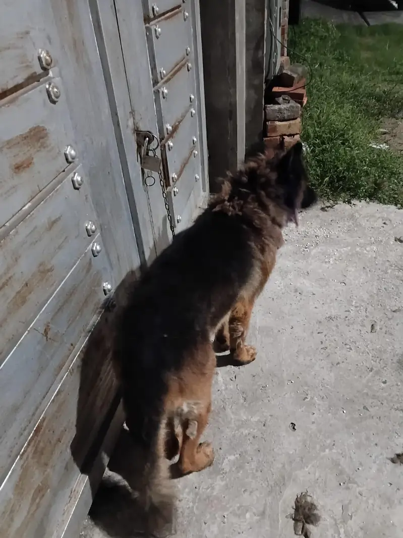 Playful German Shepherd for sale