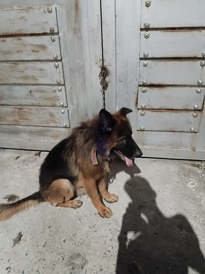 Playful German Shepherd for sale — photo 2