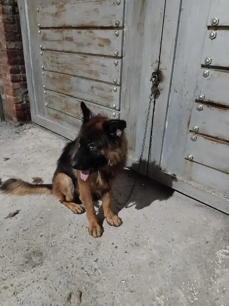 Playful German Shepherd for sale — photo 3