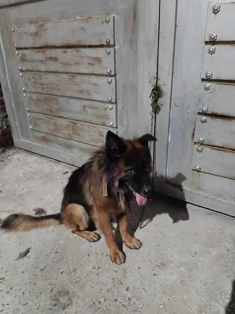 Playful German Shepherd for sale — photo 4