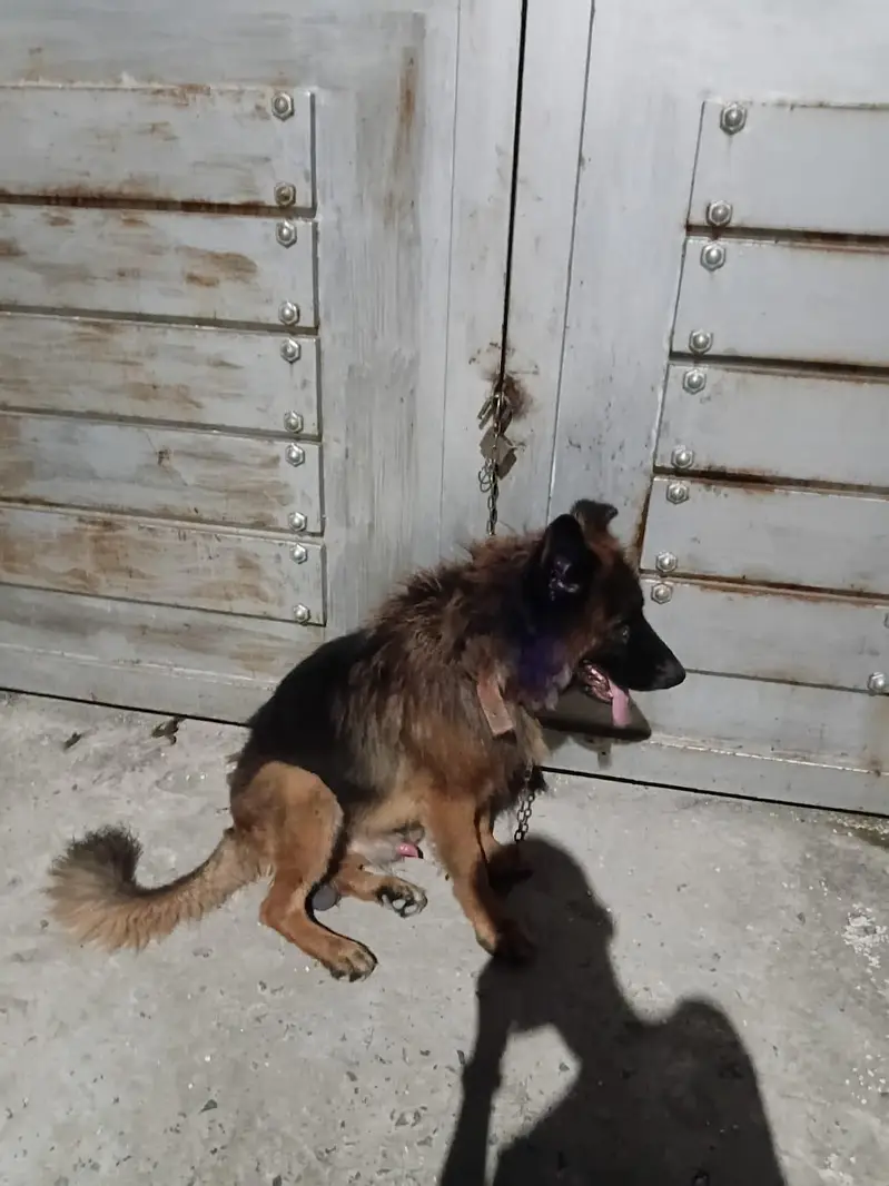 Playful German Shepherd for sale — photo 5