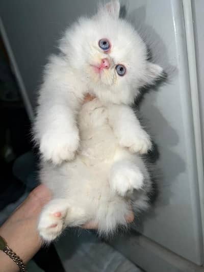 kitten available triple coat