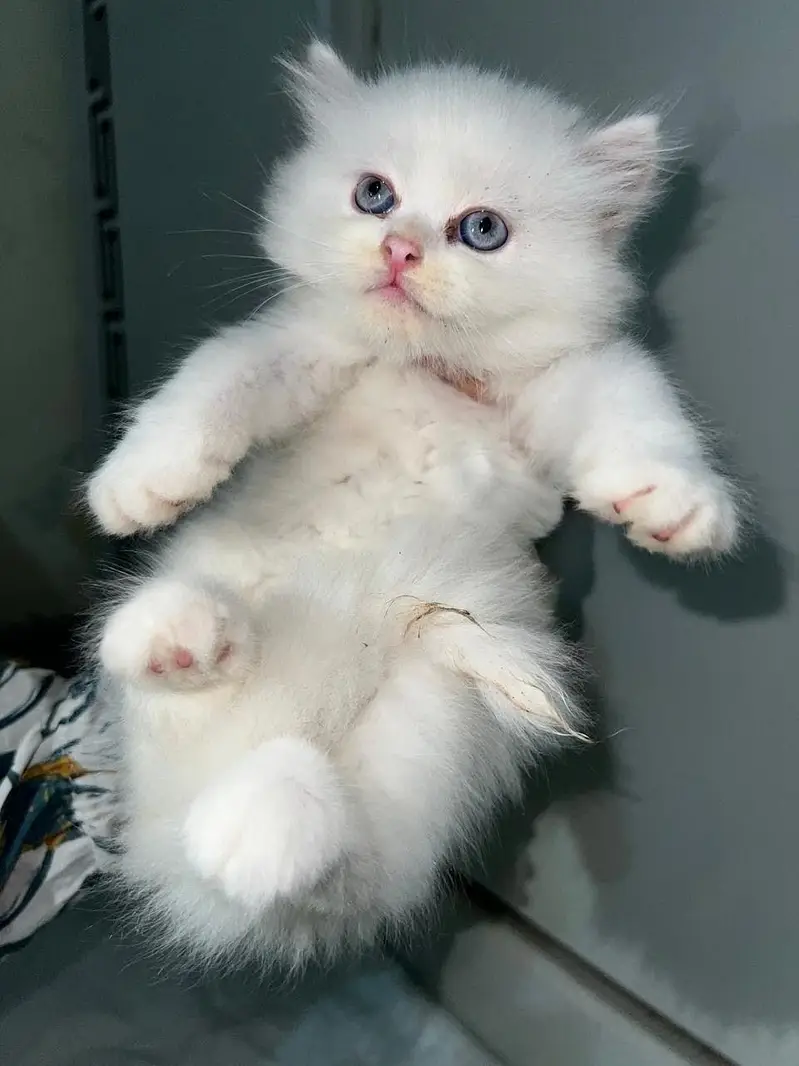 kitten available triple coat — photo 2