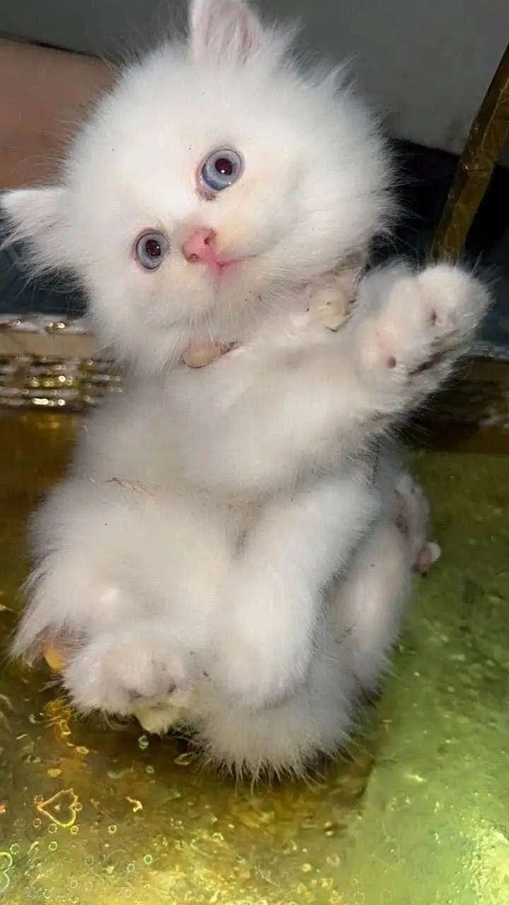 kitten available triple coat — photo 3