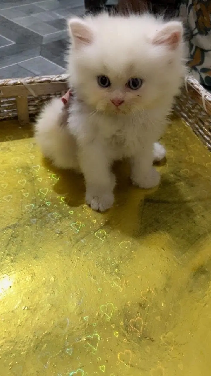 kitten available triple coat — photo 4