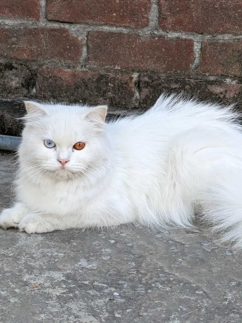 kitten available triple coat — photo 6