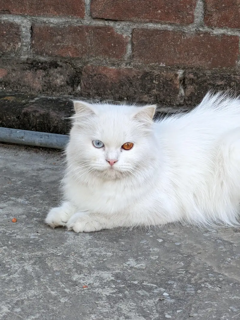 kitten available triple coat — photo 7