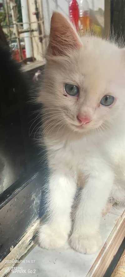 Persian cat