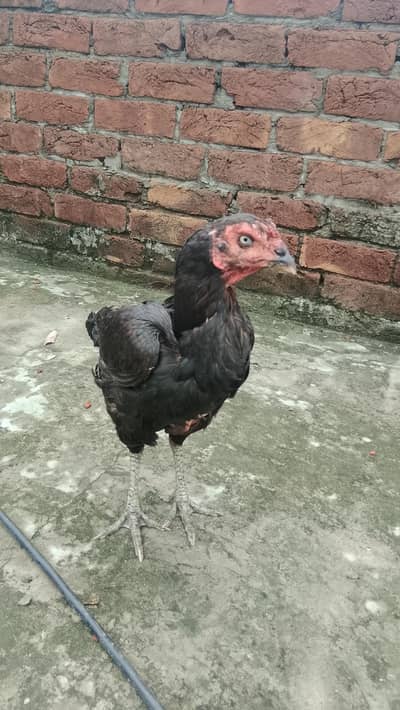 Thai crooss
