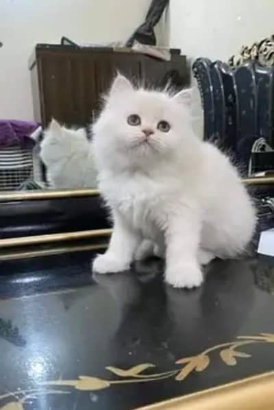 person cat for sale