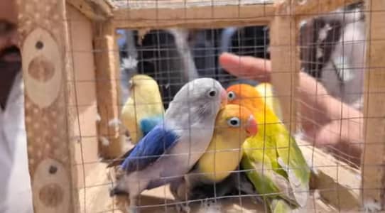 Lovebirds available ready to breed birds